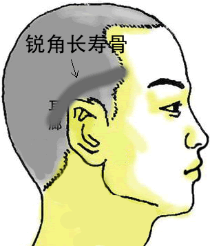 骨相大全——锐角长寿骨