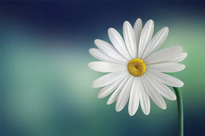 郑姓五行缺木女孩名字 温婉端庄的女孩名字