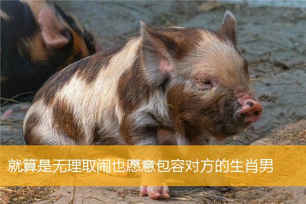 就算是无理取闹也愿意包容对方的生肖男