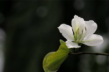 2022年吕姓女孩起名大全推荐