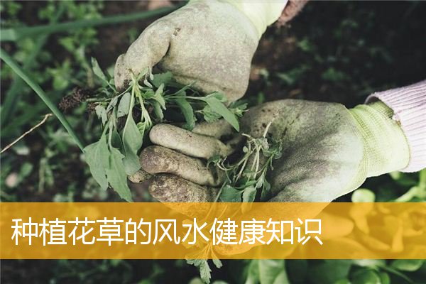 种植花草的风水健康知识