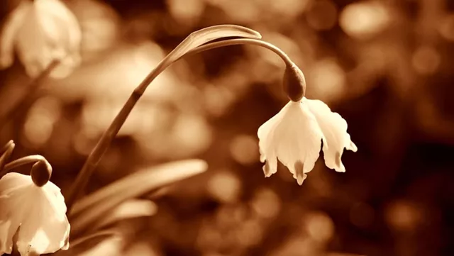 谁懂我的心？探索各紫微命格最令人心疼的时刻