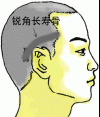 骨相大全——锐角长寿骨