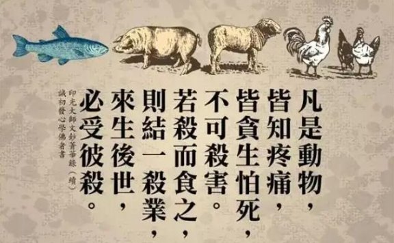 普陀山放生后不可思议的感应