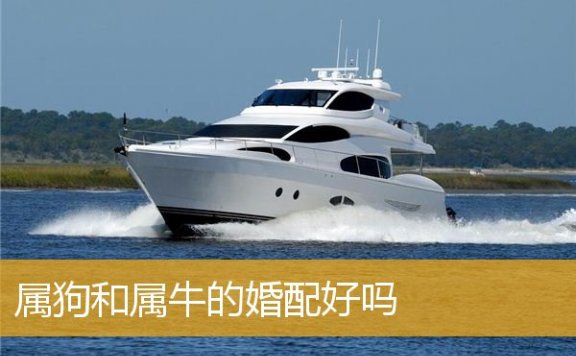 属狗和属牛的婚配好吗