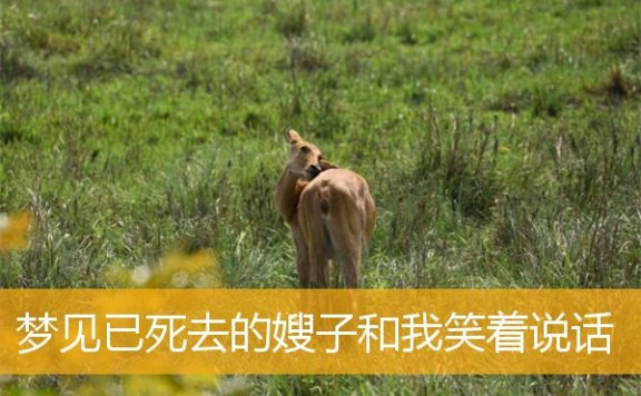 梦见已死去的嫂子和我笑着说话