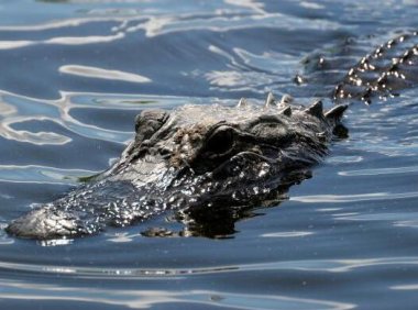 知否，在命运指数中，你的努力只占1%