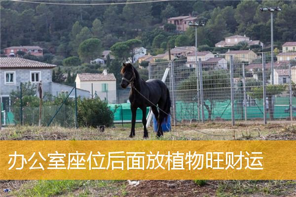 办公室座位后面放植物旺财运