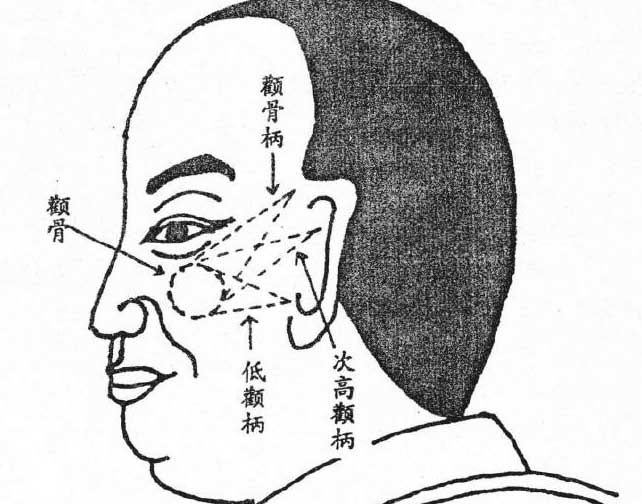 阅人三十六术之十二：颧骨