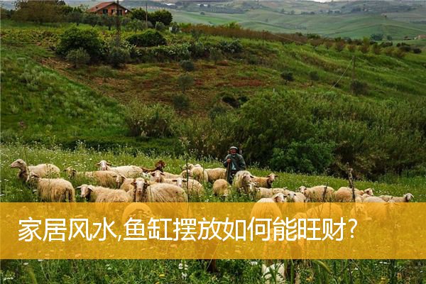 家居风水,鱼缸摆放如何能旺财?