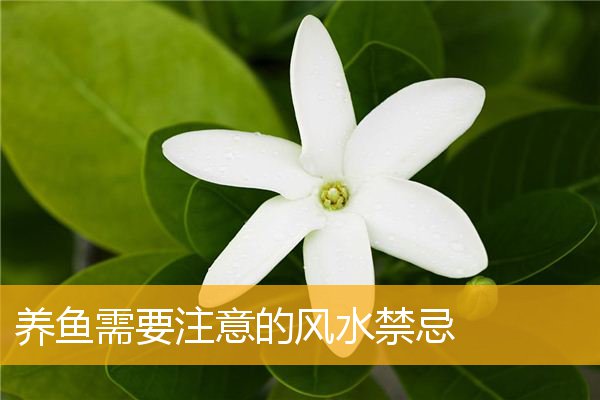养鱼需要注意的风水禁忌