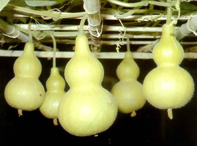 几种常见又有效的辟邪灵物