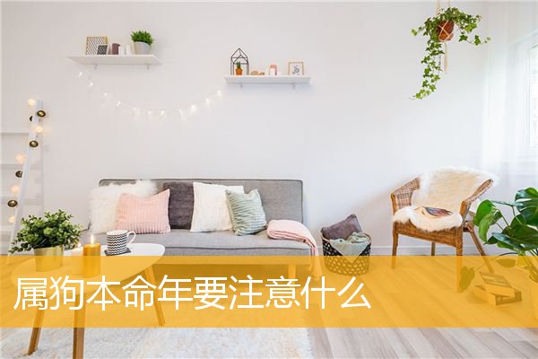 属狗本命年要注意什么