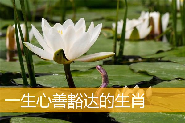 一生心善豁达的生肖