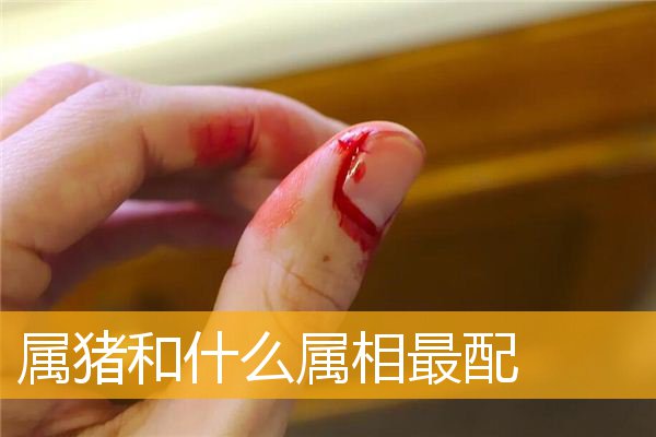 属猪和什么属相最配