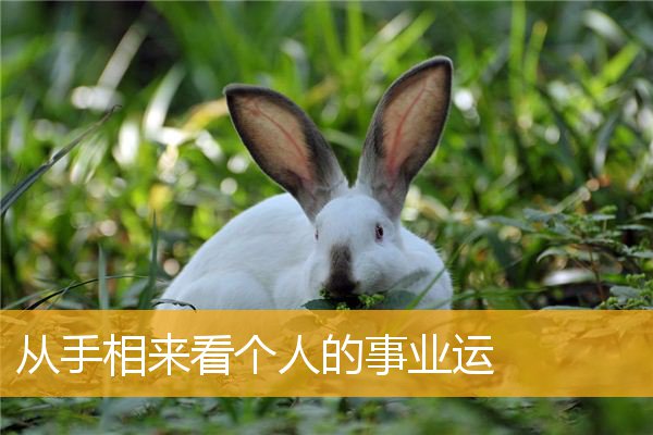 从手相来看个人的事业运