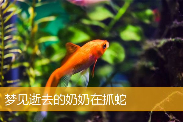 梦见逝去的奶奶在抓蛇