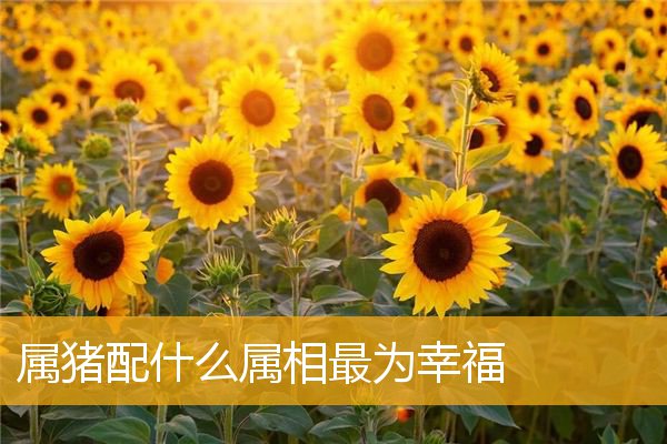 属猪配什么属相最为幸福