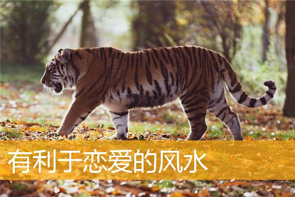 有利于恋爱的风水