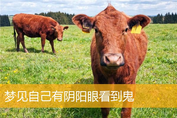 梦见自己有阴阳眼看到鬼