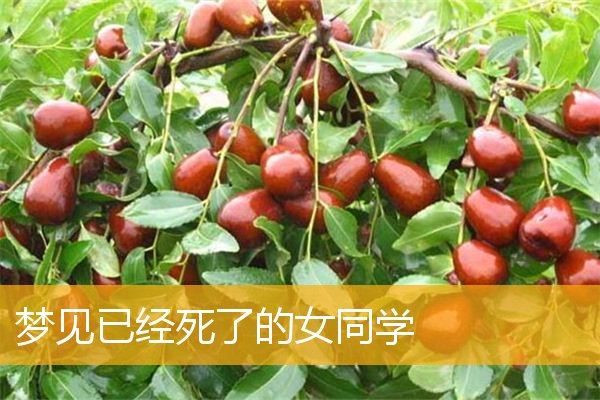 梦见已经死了的女同学