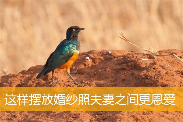 这样摆放婚纱照夫妻之间更恩爱