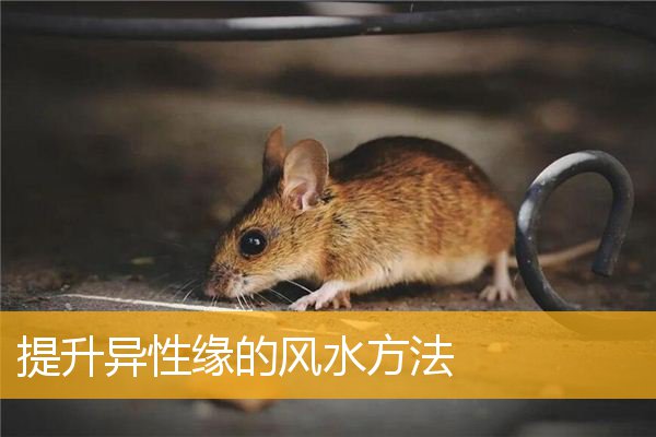 提升异性缘的风水方法