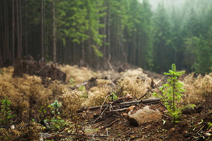 高姓女孩有涵养的两个字名字 洋气又有诗意