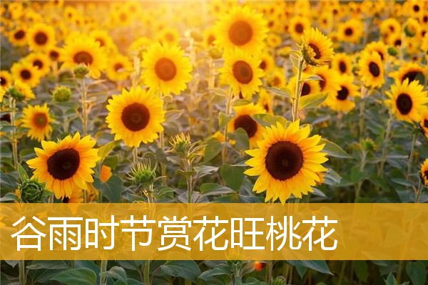谷雨时节赏花旺桃花