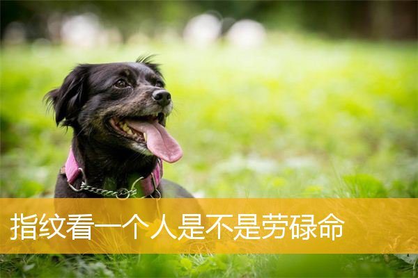 指纹看一个人是不是劳碌命