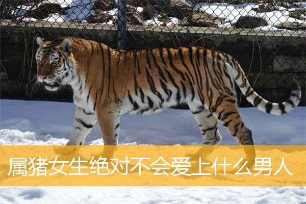 属猪女生绝对不会爱上什么男人