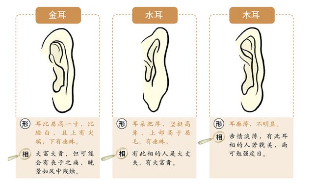 耳朵大小揭示你的智商和财富!