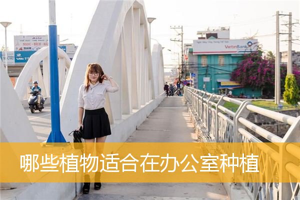 哪些植物适合在办公室种植