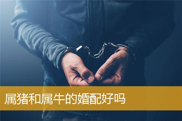 属猪和属牛的婚配好吗