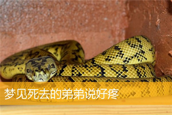 梦见死去的弟弟说好疼