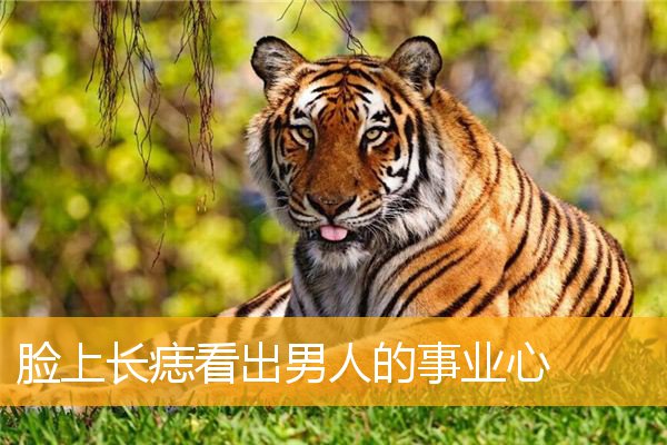 脸上长痣看出男人的事业心