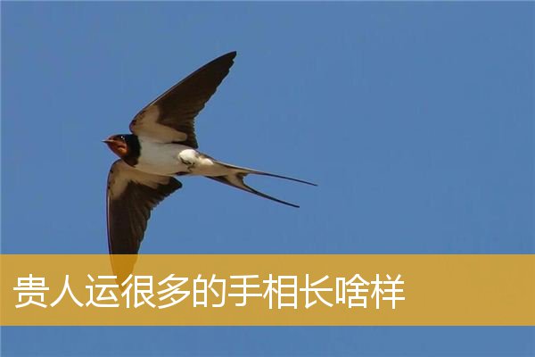 贵人运很多的手相长啥样