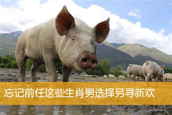 忘记前任这些生肖男选择另寻新欢