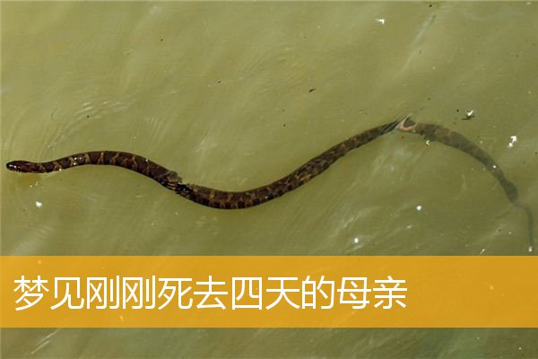 梦见刚刚死去四天的母亲