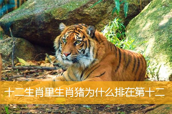 十二生肖里生肖猪为什么排在第十二