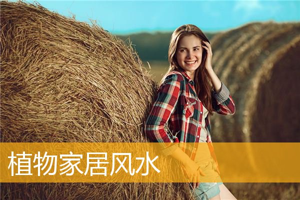 植物家居风水