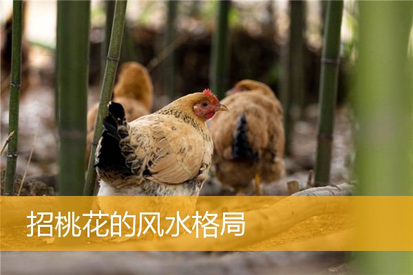 招桃花的风水格局