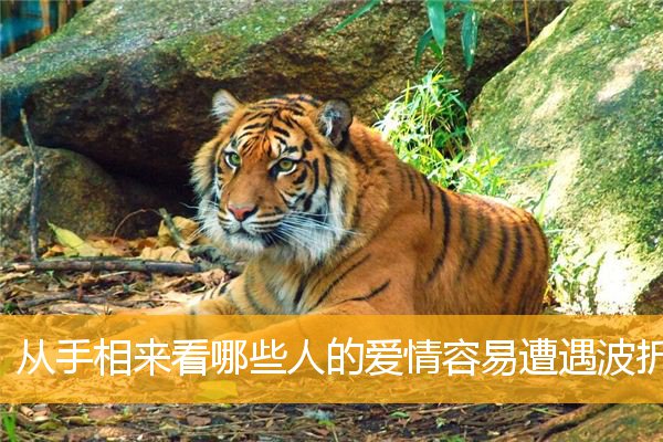 从手相来看哪些人的爱情容易遭遇波折