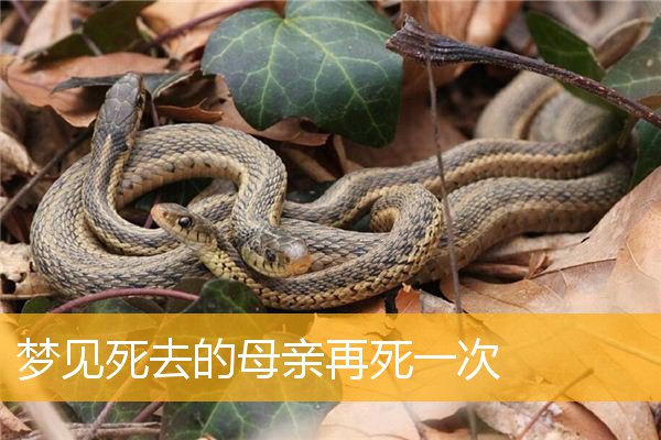 梦见死去的母亲再死一次