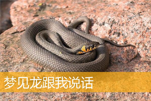 梦见龙跟我说话