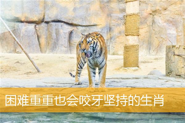 困难重重也会咬牙坚持的生肖