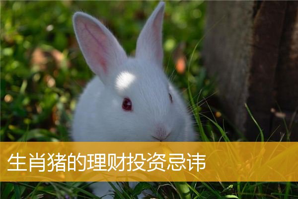 生肖猪的理财投资忌讳