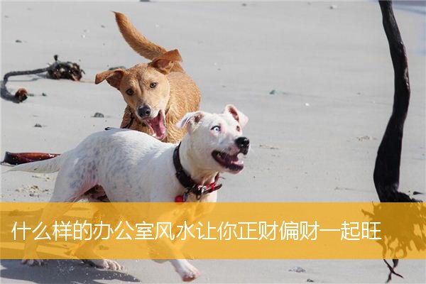 什么样的办公室风水让你正财偏财一起旺