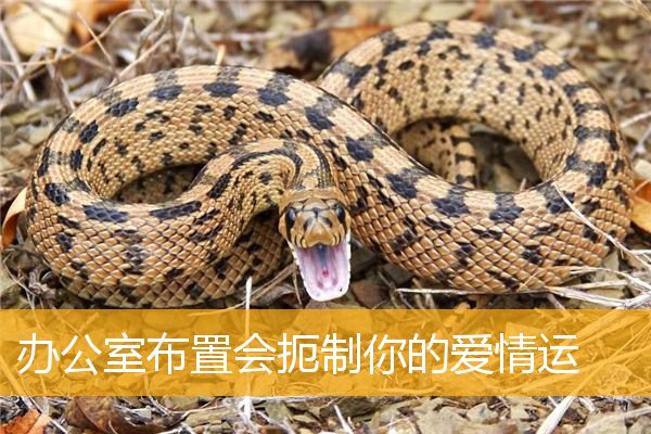 办公室布置会扼制你的爱情运