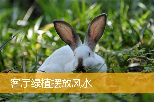 客厅绿植摆放风水